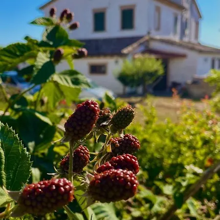 I Duchi Pellegrini * Santa Maria Nuova (Ancona)